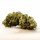 Herba di Berna - Oudoor CBD Bl&uuml;ten - Cannatonic - 40g